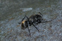Polyrhachis aurea