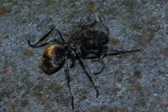 Polyrhachis aurea