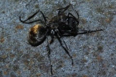 Polyrhachis aurea