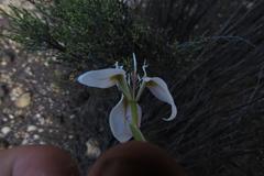 Moraea lilacina
