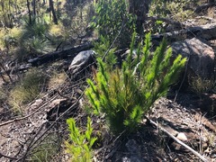 Caustis blakei macrantha