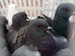 Columba livia domestica