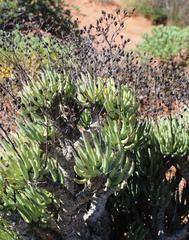 Tylecodon reticulatus phyllopodium