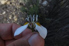 Moraea lilacina