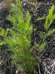 Caustis blakei macrantha