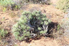 Tylecodon reticulatus phyllopodium