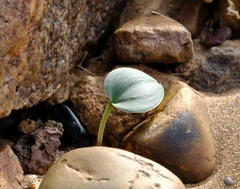 Eriospermum namaquanum