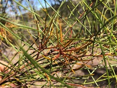 Acacia quadrilateralis