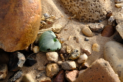 Eriospermum namaquanum