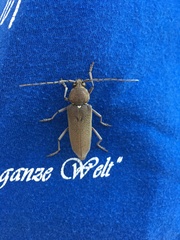 Hesperophanes sericeus