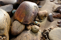 Eriospermum namaquanum