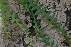 Selenicereus anthonyanus