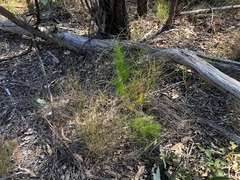Caustis blakei macrantha