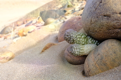 Larryleachia marlothii