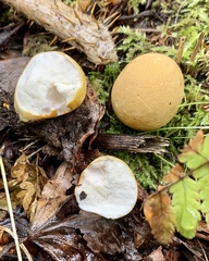 Calvatia rugosa
