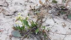 Lepidium cartilagineum