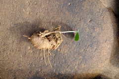 Eriospermum namaquanum
