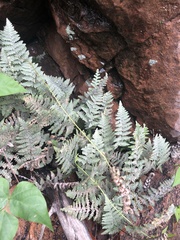 Myriopteris lindheimeri