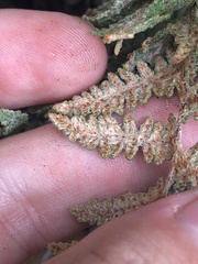 Myriopteris lindheimeri