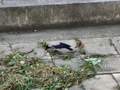 Corvus cornix