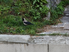Corvus cornix