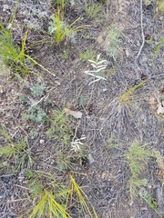 Gueldenstaedtia verna