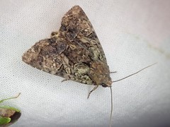 Triphaenopsis cinerescens