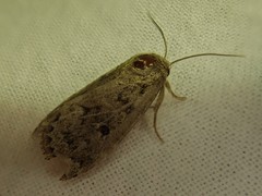 Spodoptera depravata