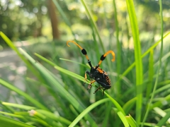 Aristobia approximator