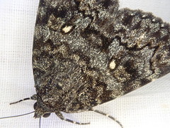 Catocala actaea