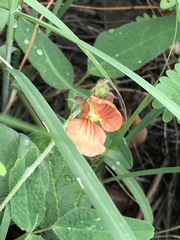 Macroptilium gibbosifolium