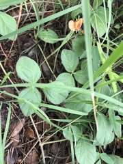 Macroptilium gibbosifolium