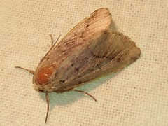 Protomiselia bilinea