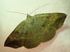 Blasticorhinus unduligera