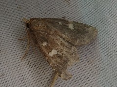Acosmetia biguttula