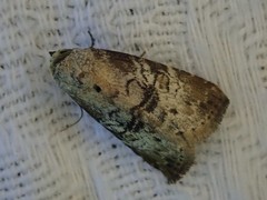 Bryophilina mollicula
