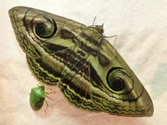 Spirama retorta