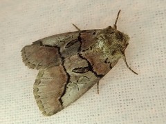 Protomiselia bilinea