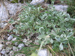 Potentilla apennina
