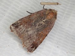 Diarsia pacifica