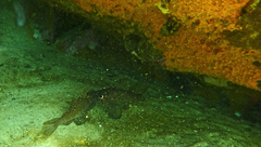 Vincentia conspersa