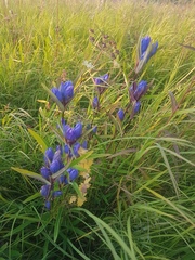 Gentiana triflora