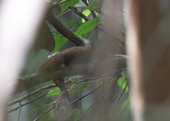 Exilisciurus whiteheadi