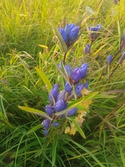 Gentiana triflora