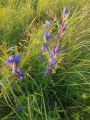 Gentiana triflora