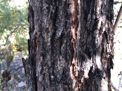 Eucalyptus dura
