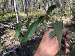 Eucalyptus dura