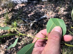 Eucalyptus dura
