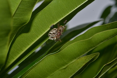 Polistes stigma townsvillensis