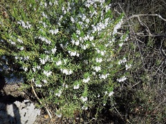 Pigea floribunda